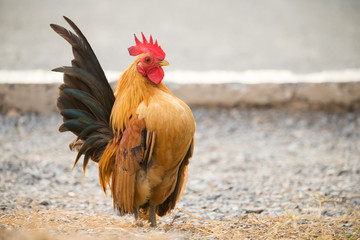 Chicken was finding for food outside hen-house.