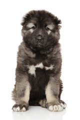 Caucasian shepherd puppy on white