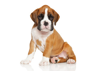 German Boxer puppy on white