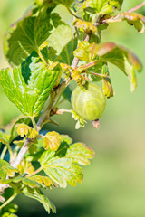 Gooseberry bush with green berries