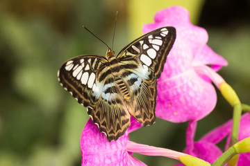 Obraz premium butterfly with blue and white pattern sitting on purple blooming orchid flower
