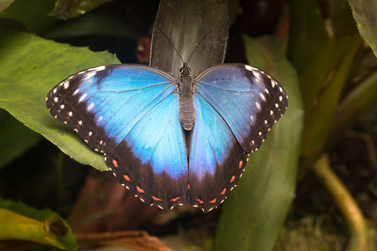 blue morpho butterfly with open wings sitting on green leaves in tropical environment 