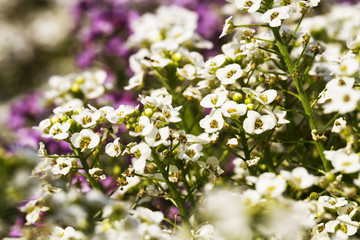 Beautiful flowers and plants