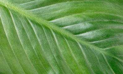 Smooth green leaf texture
