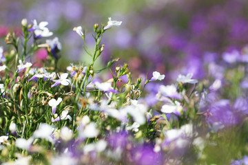Beautiful flowers and plants