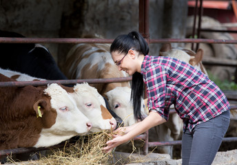 Farmer girl with heifers