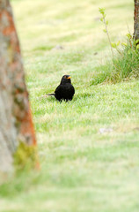 Black bird (Turdus merula)