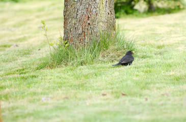 Black bird (Turdus merula)