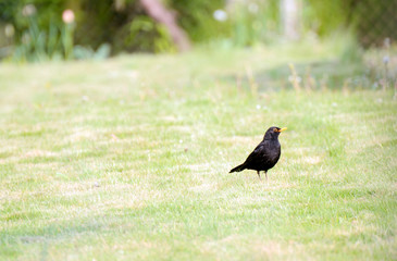 Black bird (Turdus merula)