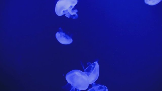 Moon jellyfish in blue color swimming.