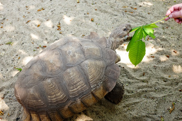 schildkröte
