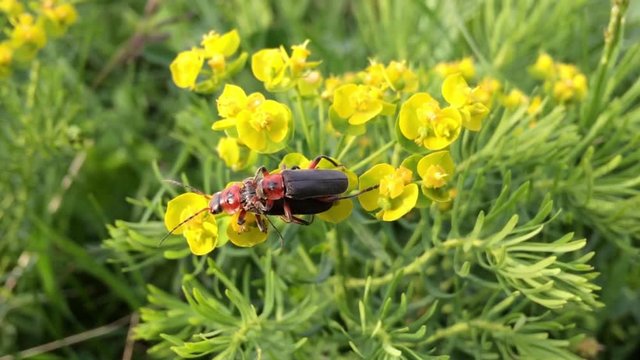 
Pair of red beautiful scarlet lily bettles bugs mating colugating on green plant leafes, yellow flower, summer background
