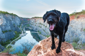Beautiful mutt black dog on mountain rock.