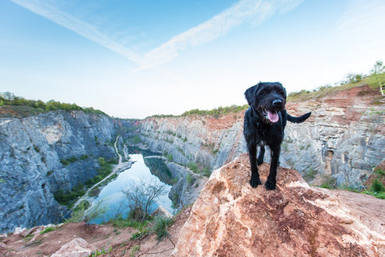 Beautiful Mutt Black Dog On Mountain Rock.