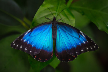 Blue morpho (morpho peleides) on green nature background.