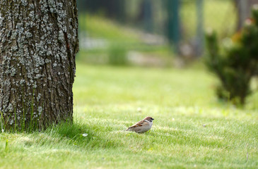 Tree Sparrow, Field Sparrow (Passer montanus)