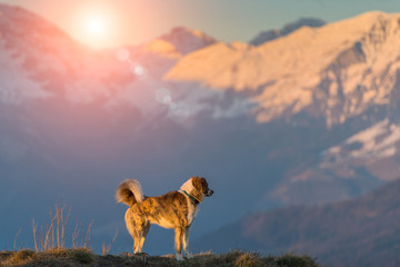 Dog in mountain alone