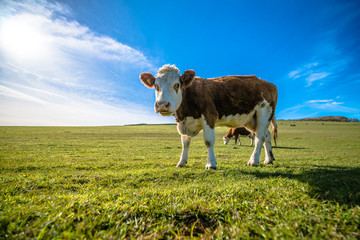 Cow on green grass 
