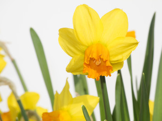 Daffodil flower on white