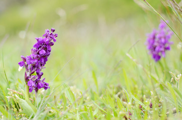 Wild green winged orchid