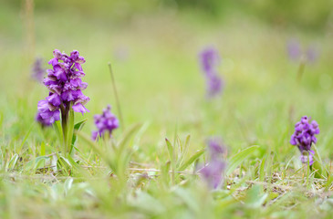 Wild green winged orchid