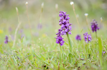 Wild green winged orchid