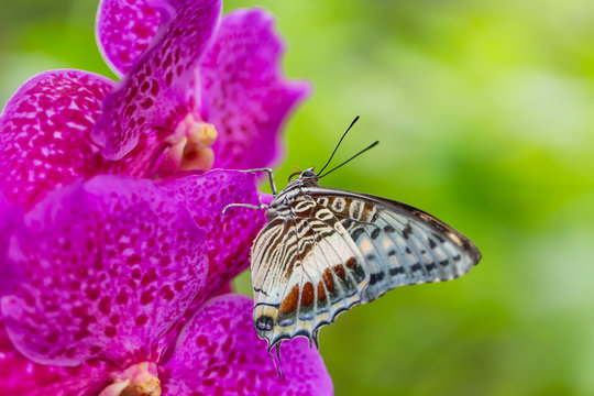 Beautiful Charaxes castor castor perching on orchid flower.