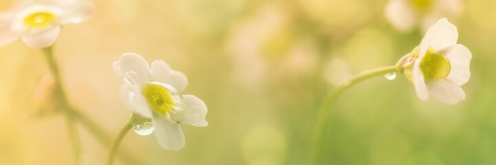 Frühlingsblumen auf der Wiese mit Tautropfen - Panorama  - obrazy, fototapety, plakaty
