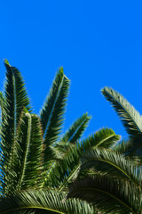 palm tree on blue 