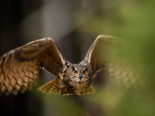 Eurasian Eagle Owl