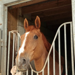 Cheval dans son box
