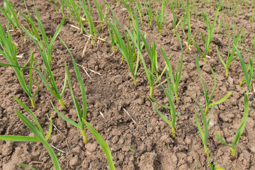 garlic sprouts