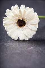 Obraz premium Weisse Gerbera, Blume auf schwarzem Schiefer Untergrund
