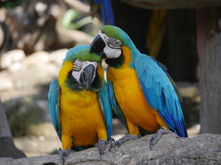 Macaw Birds