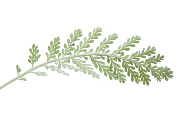 Flora of Gran Canaria - abundant flowering of Erysimum albescens