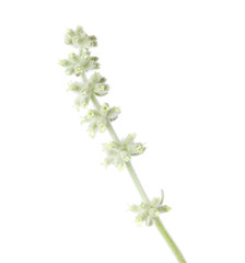 Flora of Gran Canaria - Sideritis dasygnaphala