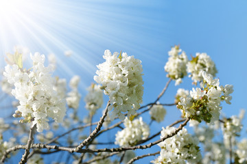 Spring blossoms cherry tree closeup. Nature background.
