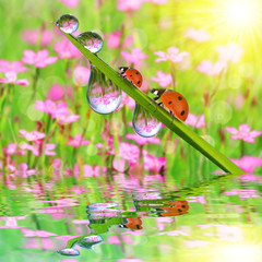 Fresh green grass with dew drops and ladybugs closeup. Nature Background.