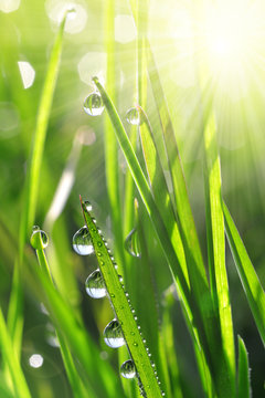 Fresh green grass with water drops closeup. Soft focus. Nature Background