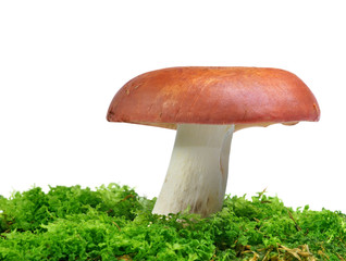 Mushroom Russula in green moss on white background. © vencav