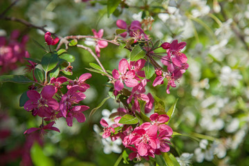 Fototapeta na wymiar blooming apple trees in the garden, the flowers on the trees in