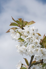 cherry blossom and sun