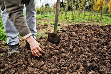 Soil cultivation in the Vegetable Garden