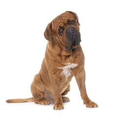 Dogue de Bordeaux