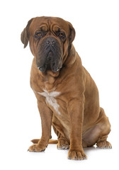 Dogue de Bordeaux