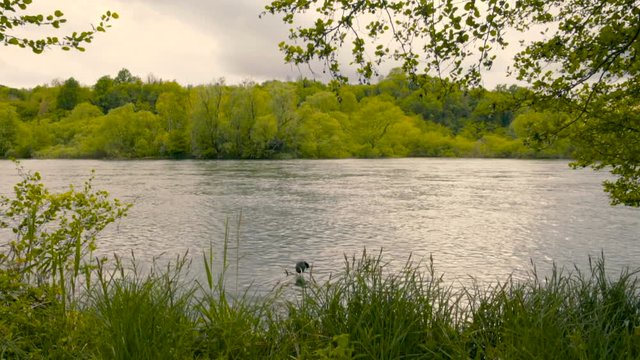 Bird by the Quiet River and Vegetation