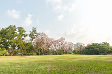 Green grass field in park