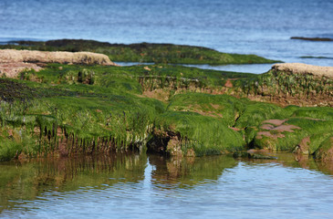 Green Rocks at low tide, Devon, England