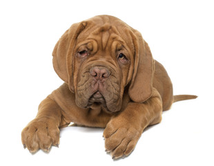 puppy Dogue de Bordeaux