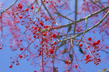 Brachychiton acerifolius,  Illawarra Flame Tree